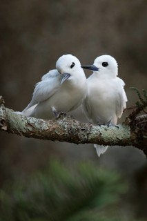 White Tern (Gygis alba candida) pair perched on a branch, Norfolk Island, Australia
