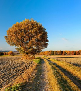 Field landscape in autumn, solitary oak tree in full autumn colour under a blue sky on a field