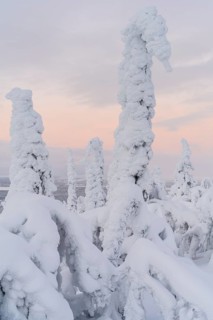 Deep snow-covered spruces, Muddus National Park, Laponia World Heritage Site, Norrbotten, Lapland,