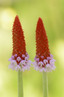 Orchid primrose or orchid primrose (Primula vialii), ornamental plant, occurring in China