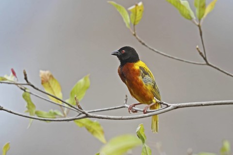 Golden-backed Weaver (Ploceus jacksoni) male, Lake Baringo, Kenya