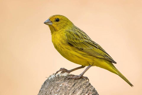 Saffron Finch (Sicalis flaveola) female, Bolivia