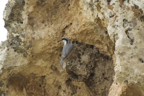 Eastern Rock Nuthatch (Sitta tephronota), Turkey