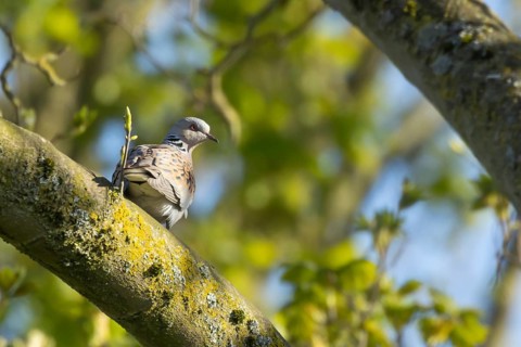 Turtle dove (Streptopelia turtur) adult bird on a tree branch in spring, England, United Kingdom