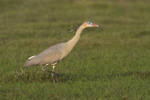 A Whistling Heron at Estancia Rincon del Socorro, Argentina