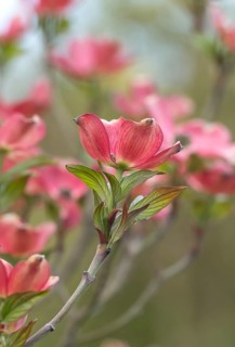 Flowering dogwood (Cornus florida 'Sweetwater'), Germany