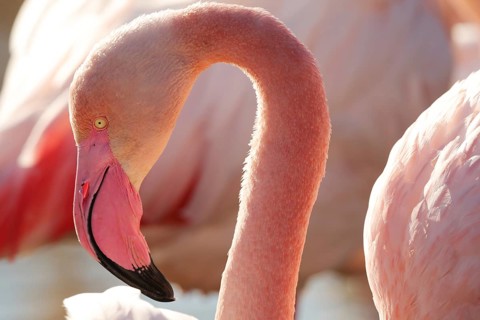 A stunning close-up image capturing the elegant curvature of a pink flamingo's neck and detailed