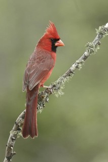 Northern Cardinal (Cardinalis cardinalis), Texas, USA