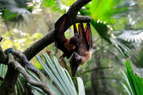 Kalong flying fox (Pteropus vampyrus), adult, two animals, in sleeping tree, during the day,