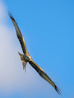 Red Kite, Milvus milvus, bird in flight