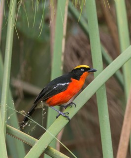 Papyrus Gonolek (Laniarius mufumbiri), Uganda