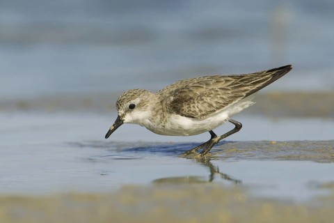 Red-necked Stint (Calidris ruficollis), Victoria, Australia