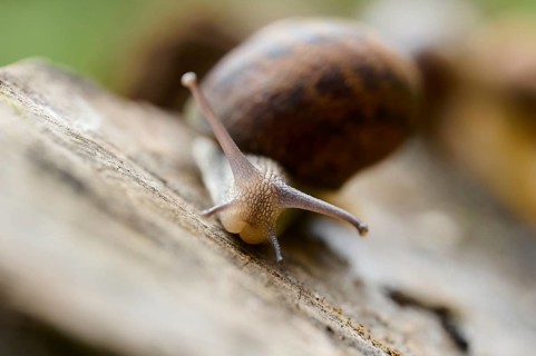 This image captures a close-up of a snail with its delicate tentacles extended, slowly moving