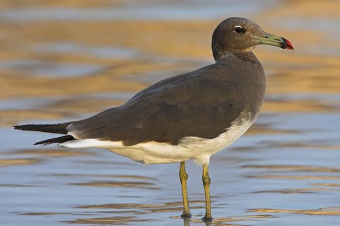 Sooty Gull (Ichthyaetus hemprichii)
