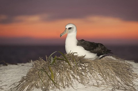 Laysan Albatross (Phoebastria immutabilis), Hawaii, USA