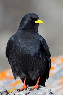 Alpine Chough (Pyrrhocorax graculus), Valais, Switzerland