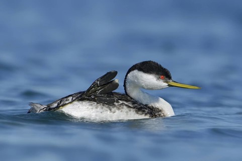 Clark's Grebe (Aechmophorus clarkii), Texas, USA