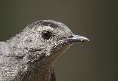 Grey Catbird (Dumetella carolinensis), Saskatchewan, Canada