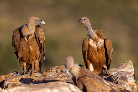 Griffon Vulture, Eurasian Griffon Vulture, Griffon Vulture, Eurasian Griffon, (Gyps fulvu), Vautour