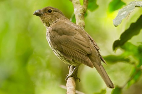 Tooth-billed Bowerbird (Scenopoeetes dentirostris), Queensland, Australia