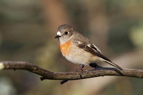 Scarlet Robin (Petroica boodang) female, Australian Capital Territory, Australia