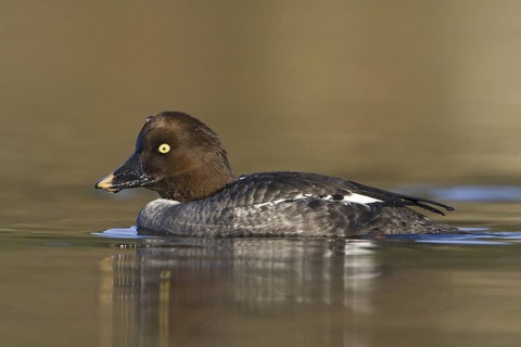 Common Goldeneye (Bucephala clangula) female, British Columbia, Canada