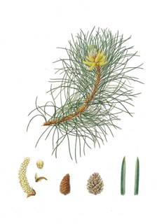 Black pine, Corsican Pine, Larus laricio, Corsican pine, tree, digitally enhanced reproduction of
