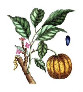 Cambogia gutta, Malabar tamarind, tropical species of Garcinia, digital reproduction of a