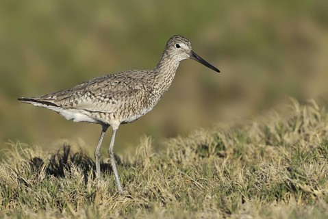 Willet (Tringa semipalmata), Texas, USA