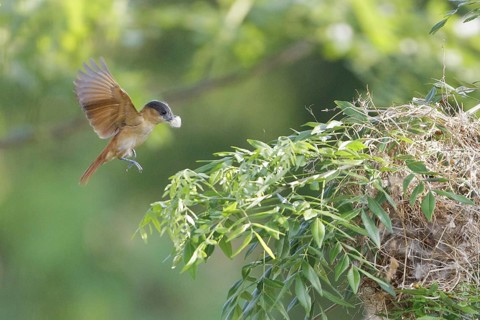 Rose-throated Becard (Pachyramphus aglaiae) building a nest in Costa Rica, Central America