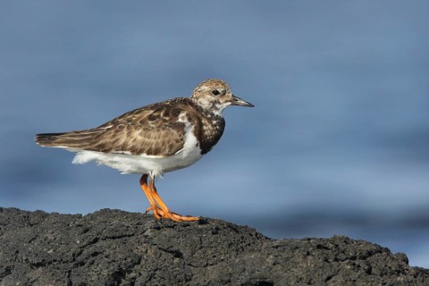 Ruddy Turnstone (Arenaria interpres), Victoria, Australia