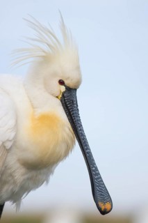 Eurasian Spoonbill (Platalea leucorodia), Pusztaszer, Hungary