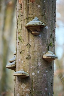 Tinder fungus (Fomes fomentarius) growing on a European beech (Fagus sylvatica) tree trunk,