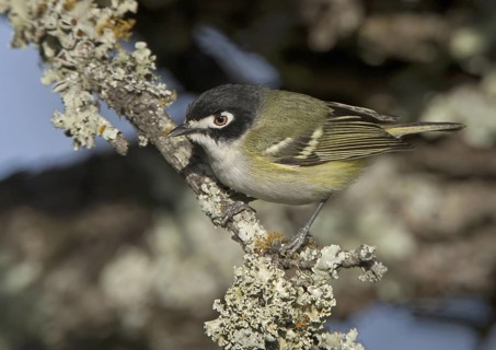 Black-capped Vireo (Vireo atricapilla), Texas, USA