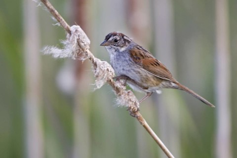 Swamp Sparrow (Melospiza georgiana), Ontario, Canada