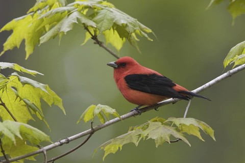 Scarlet Tanager (Piranga olivacea), Ontario, Canada