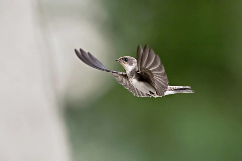 Sand martin (Riparia riparia), in flight, Reussegg nature reserve, Canton Aargau, Switzerland