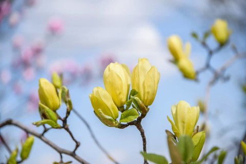 Magnolia (Magnolia 'Butterflies'), Zymon Nursery, Poland