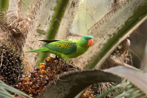 Blue-naped Parrot (Tanygnathus lucionensis) perched on a palm branch, Sabah, Malaysia