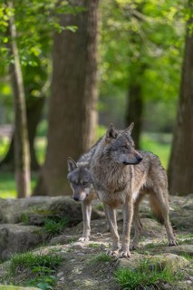 Two eurasian gray wolves (Canis lupus lupus) standing in an open forest, showing social behaviour.
