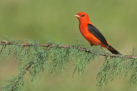 Scarlet Tanager (Piranga olivacea) male perched on a branch, Texas, USA