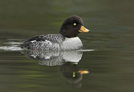 Barrow's Goldeneye (Bucephala islandica) female, British Columbia, Canada