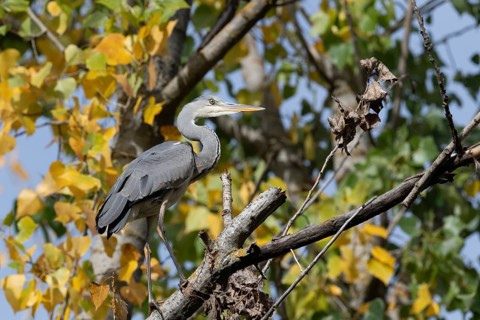 A striking heron perches elegantly on a branch against a backdrop of colorful autumn leaves,