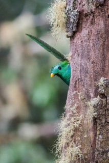 Resplendent Quetzal (Pharomachrus mocinno) perched on a branch at its nest in Costa Rica