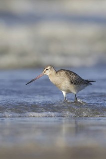Bar-tailed Godwit (Limosa lapponica), Netherlands