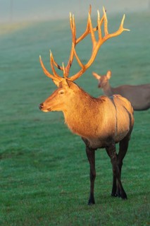 Frontal portrait of an Altai maral stag (Cervus canadensis sibiricus) standing in a meadow in the