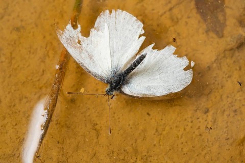 A fragile cabbage butterfly with tattered wings rests on the surface of earth symbolizing grace and