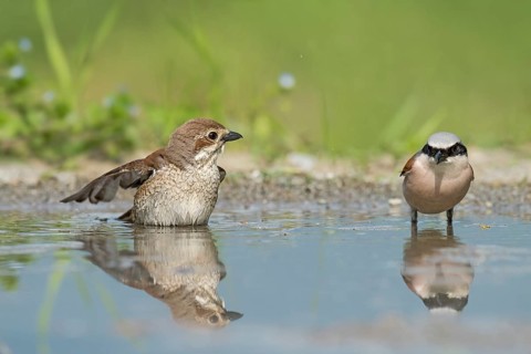 Red-backed Shrike (Lanius collurio) male with young at waterhole, Aosta Valley, Italy