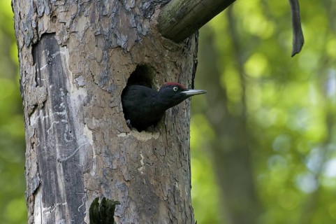 Black Woodpecker (Dryocopus martius) male, Saxony, Germany