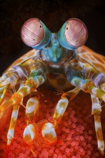 Clown-Fangschreckenkrebs, Odontodactylus scyllarus Peacock Mantis Shrimp, Odontodactylus scyllarus